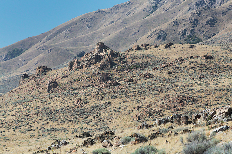 Bison : Antelope Island : Utah : Landscape Photos : Richard Moore : Photographer